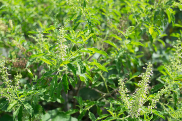 Fototapeta na wymiar Basil (Ocimum sanctum). Closeup of thai holy basil plants in the garden