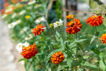 fresh red Chrysanthemum japonense bloom on garden