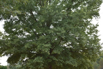 branches of a tree
