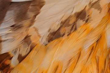 Eagle feathers