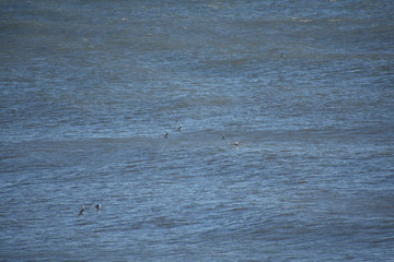 Fototapeta premium birds