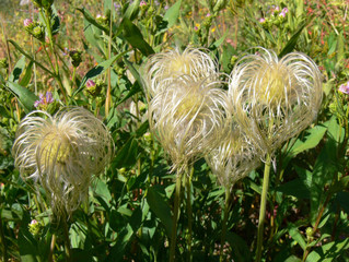sugarbowl Clematis hirsutissima