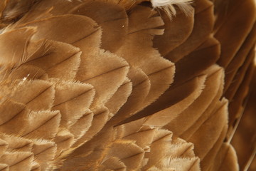 Fototapeta na wymiar Eagle feathers