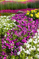 group of Beautiful Petunia flowers in the garden