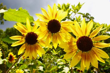 Sunflowers