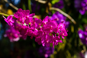 purple orchid flower in garden