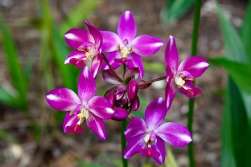 Purple Ground Orchid