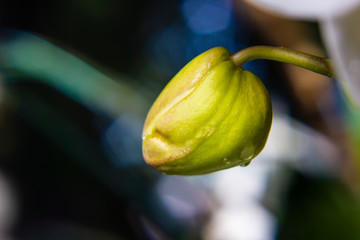 close up of orchid flower