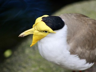Yellow Beak Bird