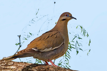 White-winged Dove, Zenaida asiatica, perched