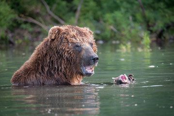 Russian Brown Bear