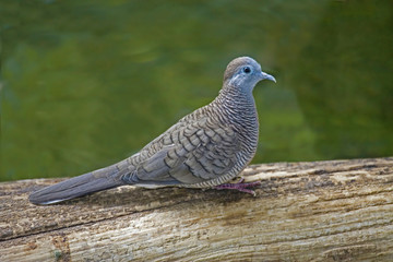 Alert Zebra Dove, Geopelia striata