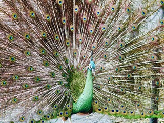 Peacock Feathers