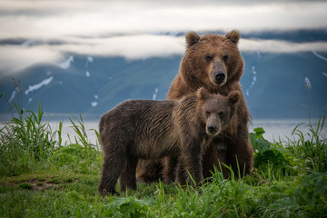 Russian Brown Bear