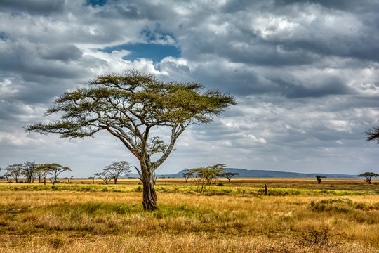 Acacia tree with dramatic cloudy skies in the Serengeti Tanzania
