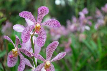 Orchid flower in pink in the garden