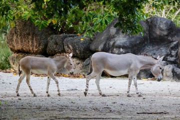 Donkeys