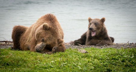 Obraz na płótnie Canvas Russian Brown Bear