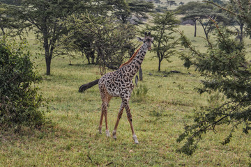 Young giraffe walking through the grasslands of the Serengeti Tanzania