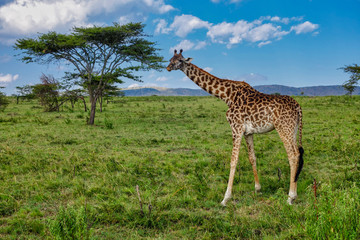 Giraffe, luscious green grasslands and Acacia trees of Serengeti Tanzania