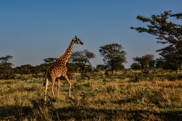 Early morning sunlight shining on a giraffe walking through the grasses and Acacia tress in Serengeti Tanzania