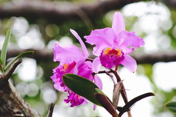Orchid