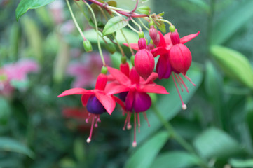 Fuchsia flowers in the garden