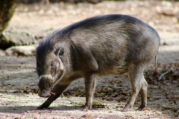 Wild Pig