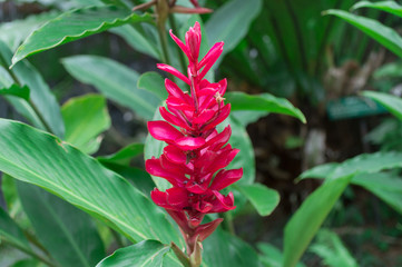 Obraz premium Red ginger flower in the garden.