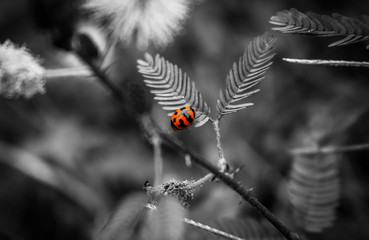 Obraz premium biedronki zbliżenie zwierzę owad tło