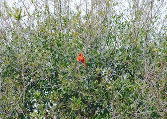 Red Cardinal