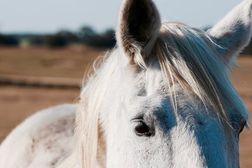 White Horse