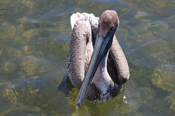 Pelican