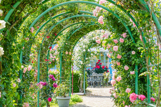 修善寺虹の郷　バラのアーチ