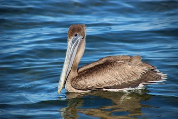 Pelican