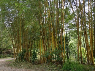 Sarawak Tropical Yellow Bamboo