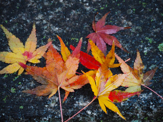Maple leaves change color in Japan autumn.