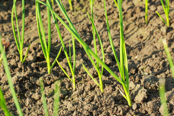 garlic allium sativum plant