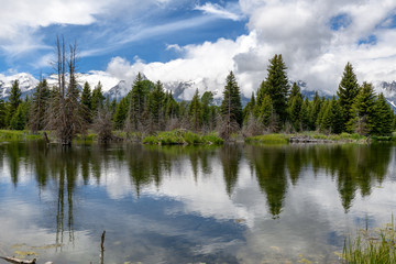 Schwabacher landing in early morning with its reflection. Grand Teton national park, WY