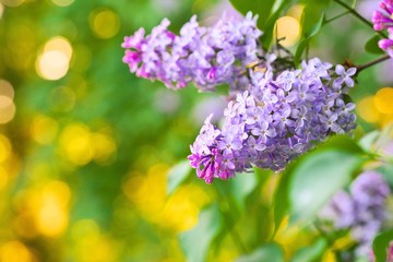 Fototapeta premium Makro na zewnątrz lato wiosna kolor fioletowy kwiat bzu, słoneczny, niewyraźne naturalne tło błękitnego nieba, jasne słońce