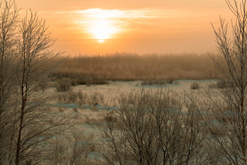 Sunset over the shallow forest in January