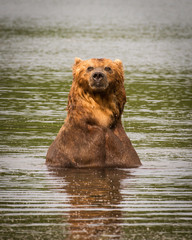 Russian Brown Bear