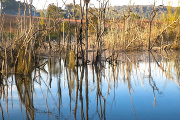 The natural of canal reflected in the water