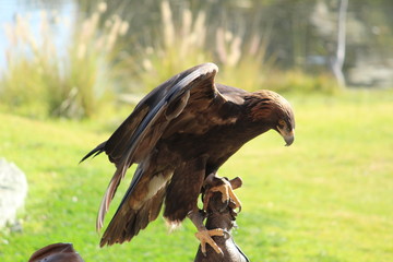 Aguila real