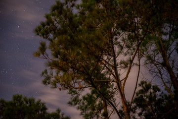 Obraz premium tree in the sky at night