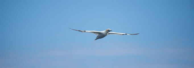 Oiseau baies des 7 îles Perros Guirec Côtes d'Armor Bretagne France