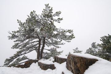 pine trees covered by snow