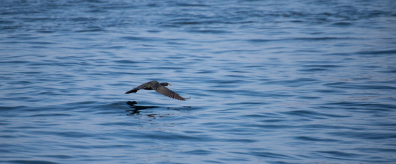 Oiseau baies des 7 îles Perros Guirec Côtes d'Armor Bretagne France
