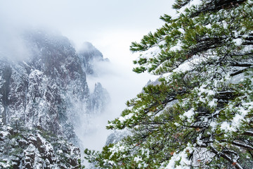 pine tree covered by snow on the mountain