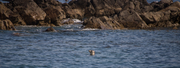 Naklejka premium Zatoka foka szara z 7 wysp Perros Guirec Côtes d'Armor Bretania Francja